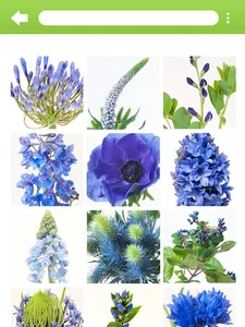 InfoFlowers screenshot 10