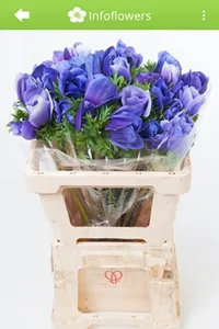 InfoFlowers screenshot 3