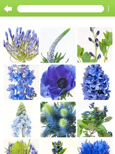 InfoFlowers screenshot 6