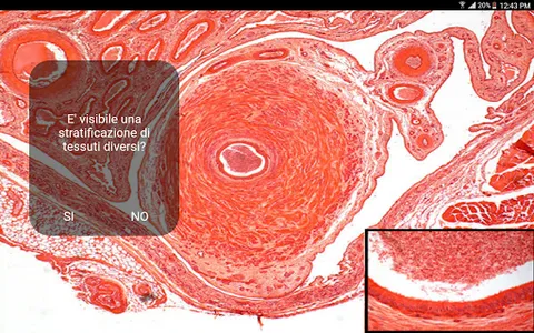 Diagnosi Anatomia Microscopica screenshot 1