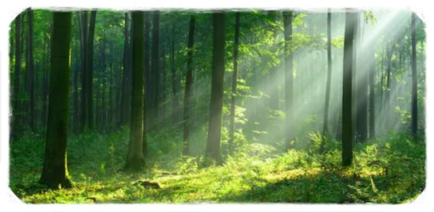 Forest Wallpapaer Hutan 4K screenshot 0
