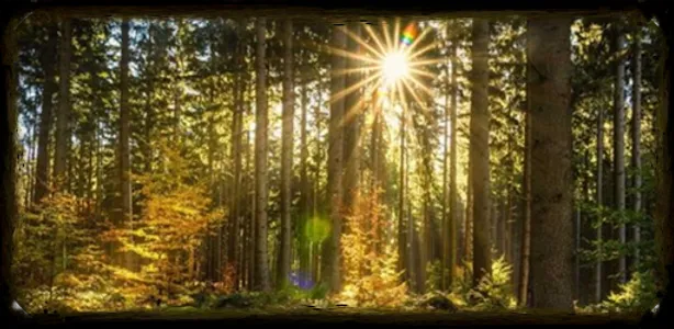 Forest Wallpapaer Hutan 4K screenshot 1