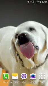 Dog Licks Screen 4K Wallpaper screenshot 0
