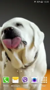 Dog Licks Screen 4K Wallpaper screenshot 1