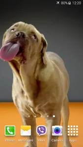 Dog Licks Screen 4K Wallpaper screenshot 3
