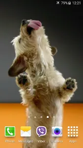 Dog Licks Screen 4K Wallpaper screenshot 4