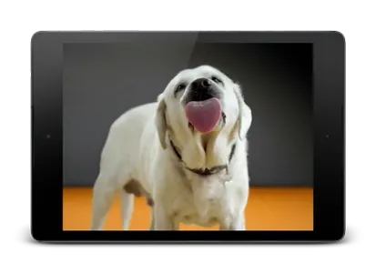 Dog Licks Screen 4K Wallpaper screenshot 8