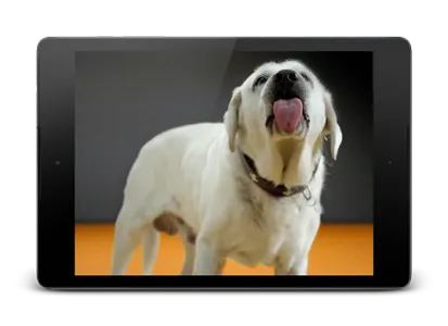 Dog Licks Screen 4K Wallpaper screenshot 9