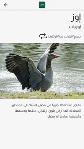 أصوات الطيور screenshot 7