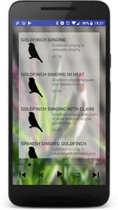 Free Singing goldfinches screenshot 1