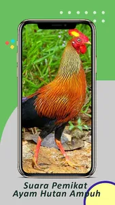 Suara Pemikat Ayam Hutan Ampuh screenshot 1