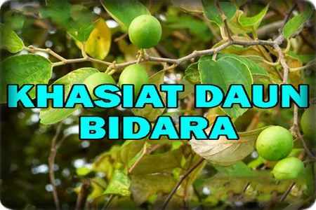 Khasiat Daun Bidara Yang Dahsy screenshot 1