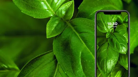 Fruit & Veggie Wallpapers screenshot 5