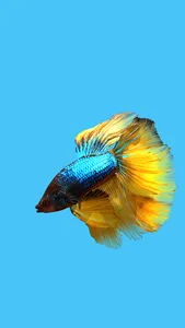 Betta Fish 3D Pro screenshot 0