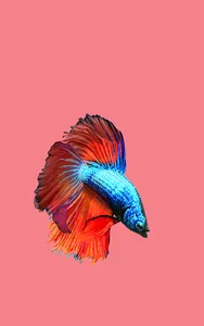 Betta Fish 3D Pro screenshot 10