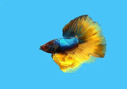 Betta Fish 3D Pro screenshot 12