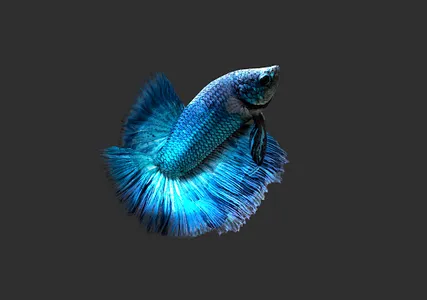 Betta Fish 3D Pro screenshot 13