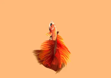 Betta Fish 3D Pro screenshot 14