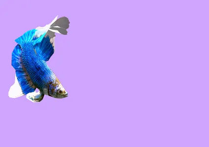 Betta Fish 3D Pro screenshot 15