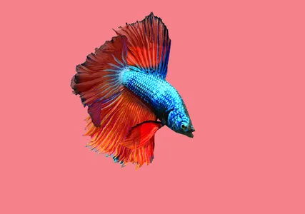 Betta Fish 3D Pro screenshot 16