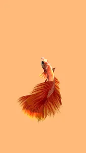 Betta Fish 3D Pro screenshot 2