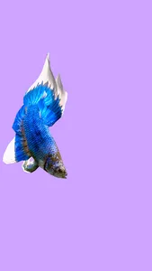 Betta Fish 3D Pro screenshot 3