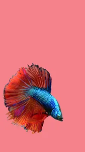 Betta Fish 3D Pro screenshot 4