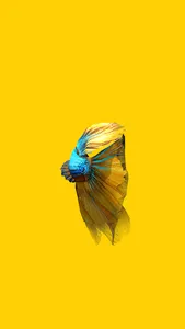 Betta Fish 3D Pro screenshot 5