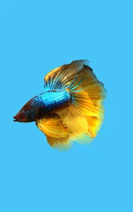 Betta Fish 3D Pro screenshot 6