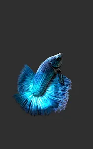 Betta Fish 3D Pro screenshot 7