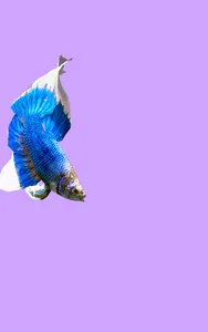 Betta Fish 3D Pro screenshot 9