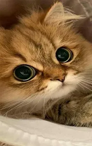 Fond d'écran chat 4K screenshot 0