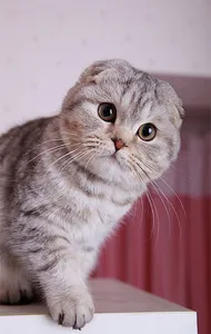 Fond d'écran chat 4K screenshot 11