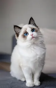 Fond d'écran chat 4K screenshot 15