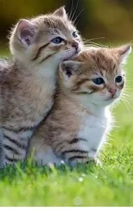 Fond d'écran chat 4K screenshot 3
