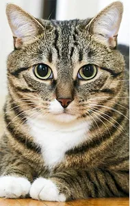 Fond d'écran chat 4K screenshot 4