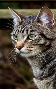 Fond d'écran chat 4K screenshot 5