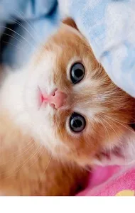 Fond d'écran chat 4K screenshot 6