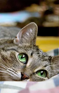 Fond d'écran chat 4K screenshot 9