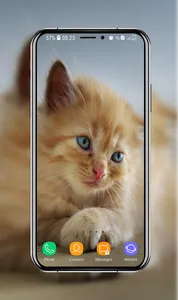 Kitten Wallpapers screenshot 0