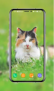 Kitten Wallpapers screenshot 1