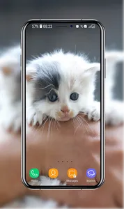 Kitten Wallpapers screenshot 10