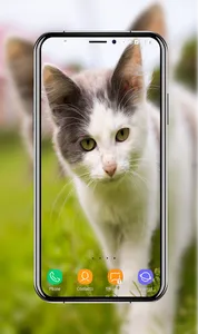 Kitten Wallpapers screenshot 2