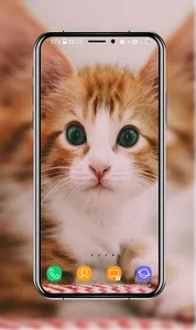 Kitten Wallpapers screenshot 3