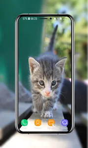 Kitten Wallpapers screenshot 5