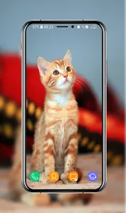 Kitten Wallpapers screenshot 6