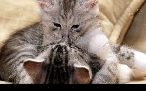 Funny Cat Live Wallpaper screenshot 5