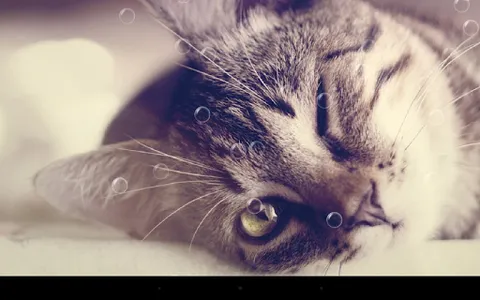 Funny Cat Live Wallpaper screenshot 6