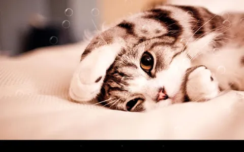 Lazy Cat Live Wallpaper screenshot 4