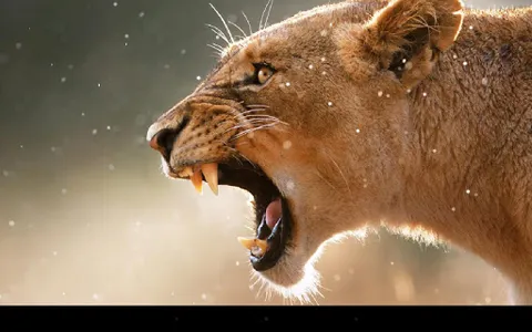 Lion Live Wallpaper screenshot 5